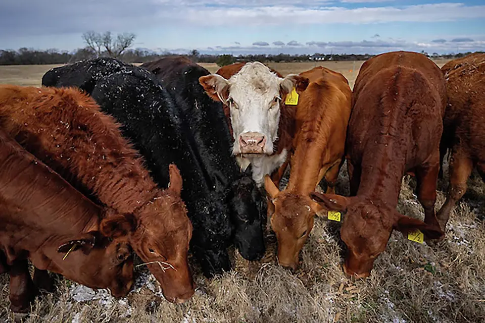 Texas beef prices could see dramatic increase for producers, consumers