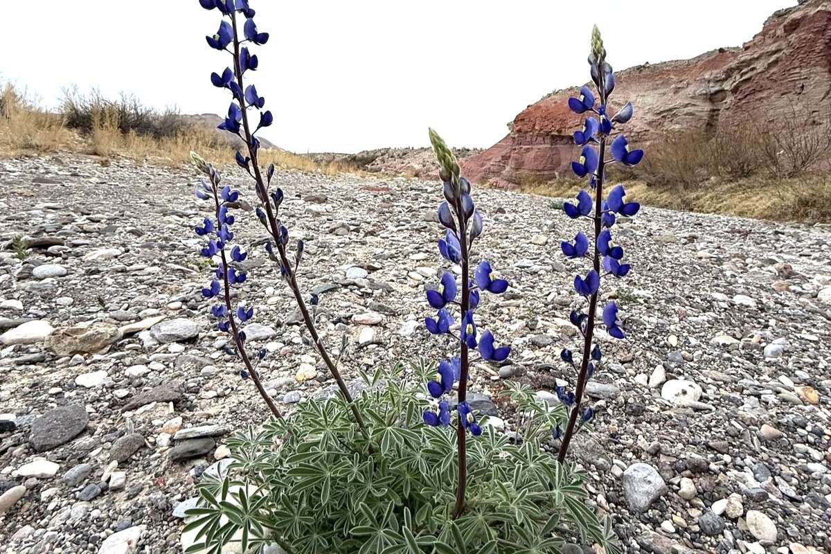 Bluebonnets bloom along Fresno Creek at Big Bend Ranch State Park in West Texas.