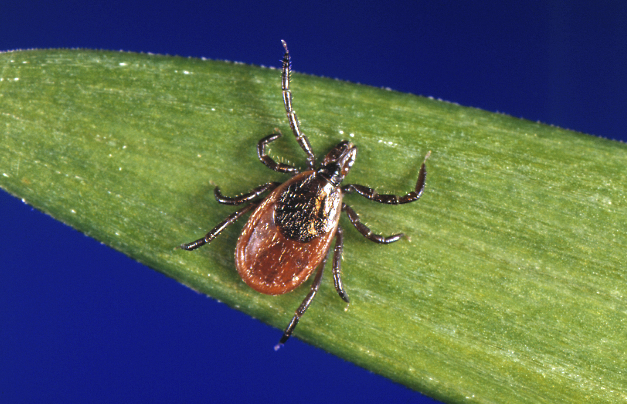 Lyme disease rates in CT deer ticks top 40% early in season, scientist warns