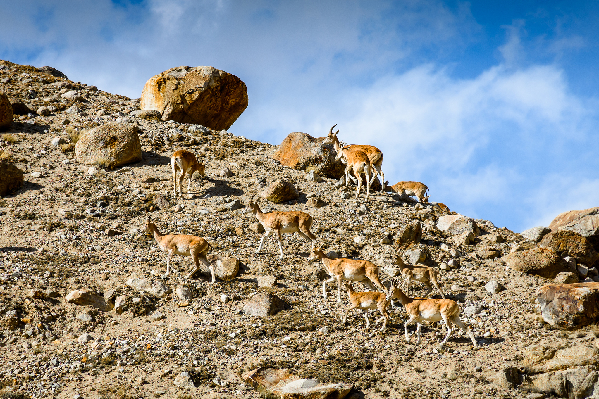 Hunter sentenced to prison for smuggling endangered species into Calif.