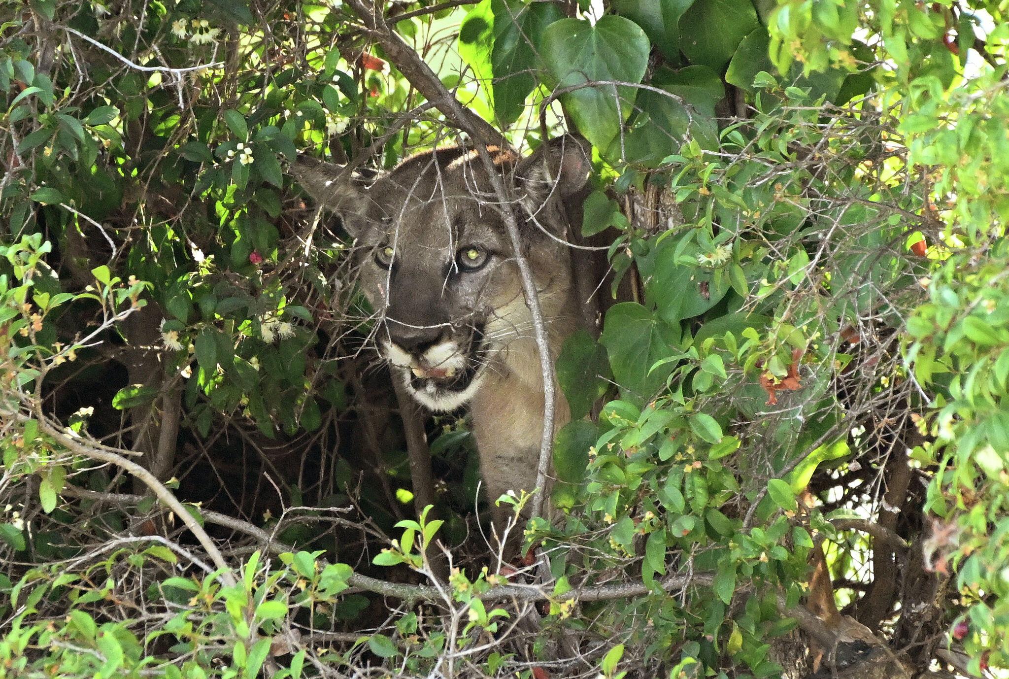 Mountain lion spotted in San Francisco’s Outer Sunset, city warns residents
