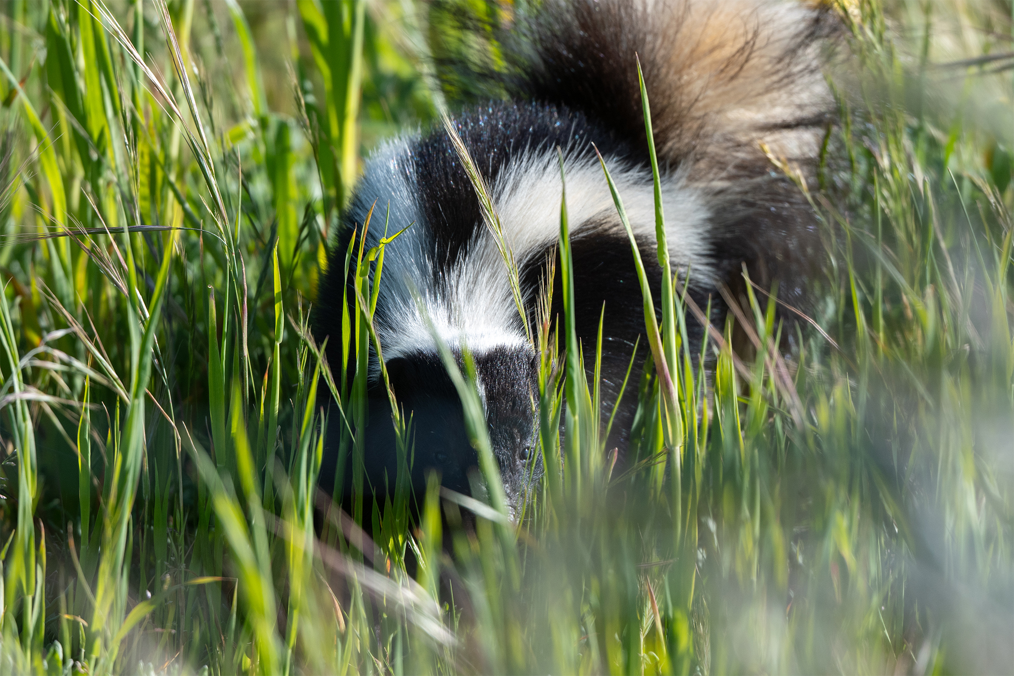 Beware the spray: Skunk mating season is underway in the Bay Area