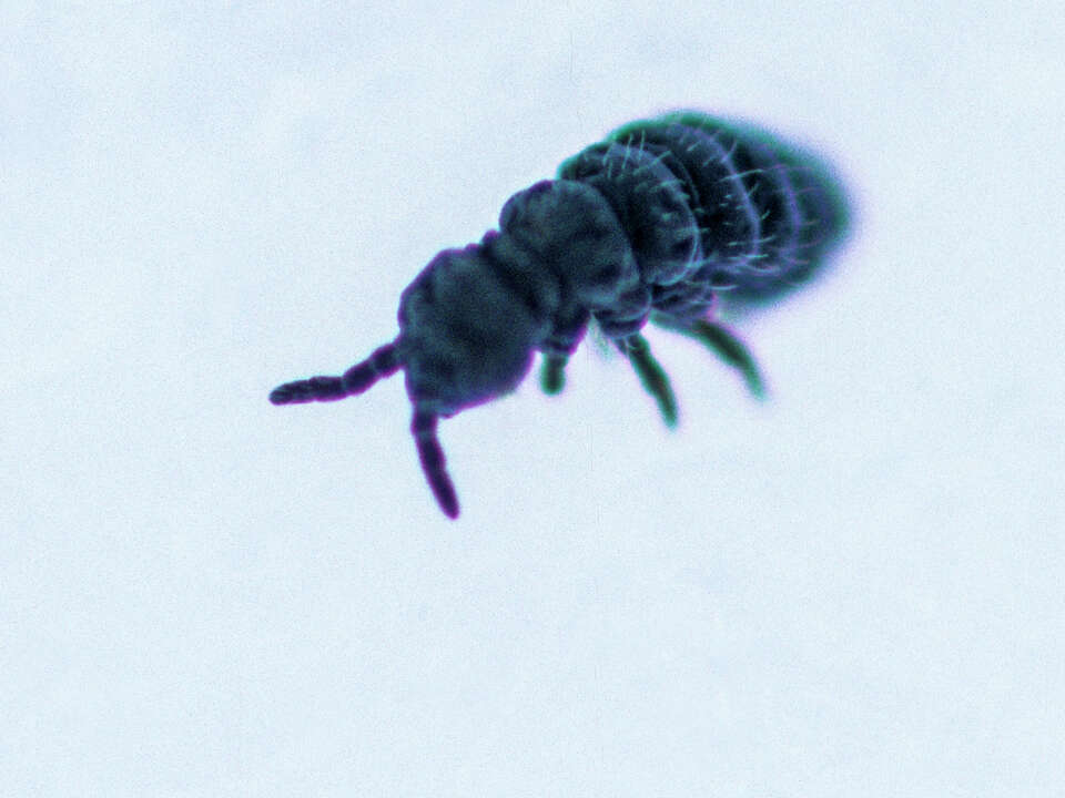 Snow fleas in North Texas? What to know about the bugs