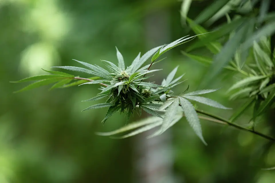 The budding flower of a cannabis plant at Roberts’ Sugar Hill Farms in Mendocino County.