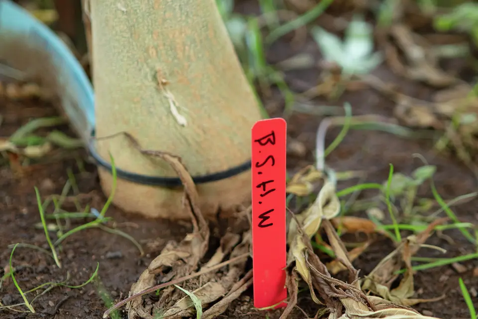 A simple stake marks the fat stock of Jim Roberts’ Big Sur Holy Weed. Most industrial farms prefer squat cannabis plants that are easy to take care of, but Roberts grows some varieties that are over 20 feet tall.