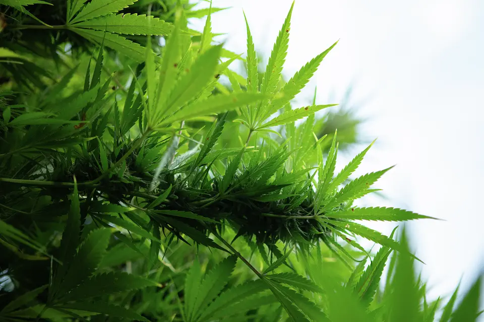 California’s cannabis history is quickly being lost as expensive regulations and market forces destroy family farms.