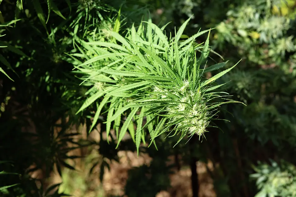 Long, thin leaves of a cannabis plant grow alongside an engorged flower bud in Mendocino County.