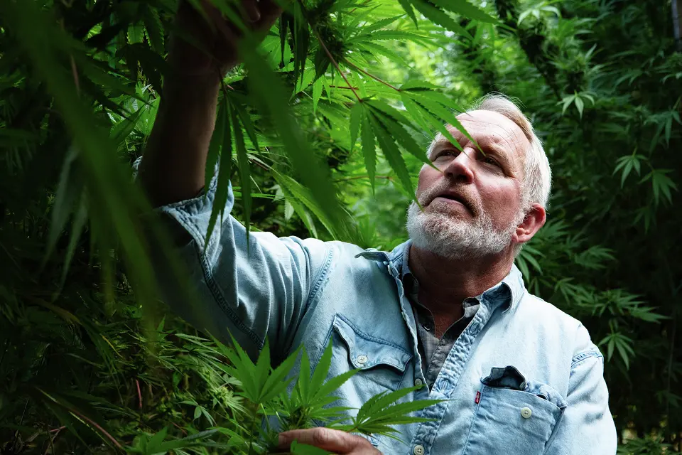 Jim Roberts has spent decades hunting and growing rare types of cannabis. He’s pictured here at his Mendocino farm near Philo as he inspects one of his Big Sur Holy Weed plants.