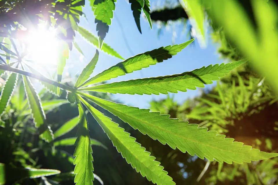 A cannabis fan leaf grows in Mendocino County.