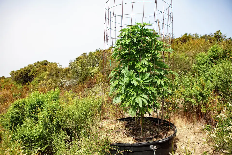 Kodiak Greenwood’s Big Sur Holy Weed pictured in June 2025. He got his seeds from a old-time grower from the area and has one of the best claims to authentic holy weed.