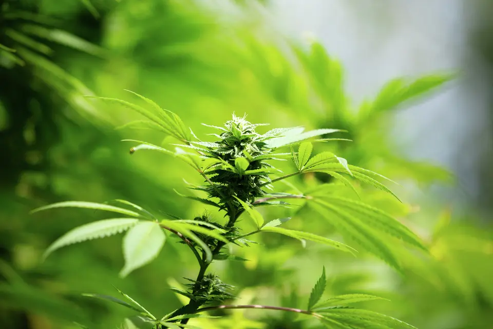The flowers of a female cannabis plant pictured in Mendocino County. The bud will grow denser and oilier throughout the fall as it seeks male pollen.
