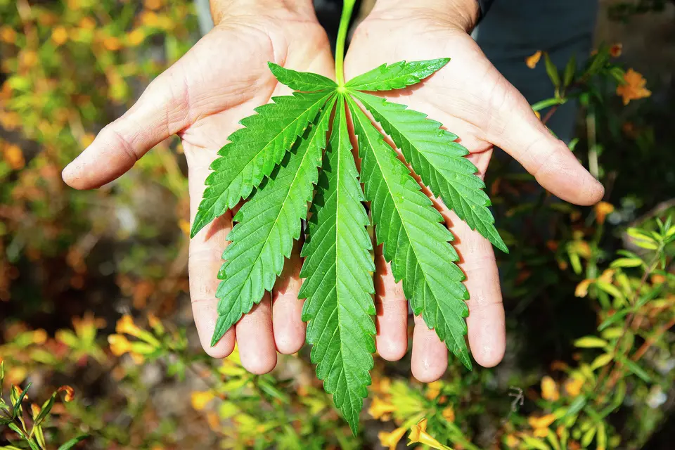 A fan leaf from Greenwood’s Big Sur Holy Weed is pictured in June 2025.