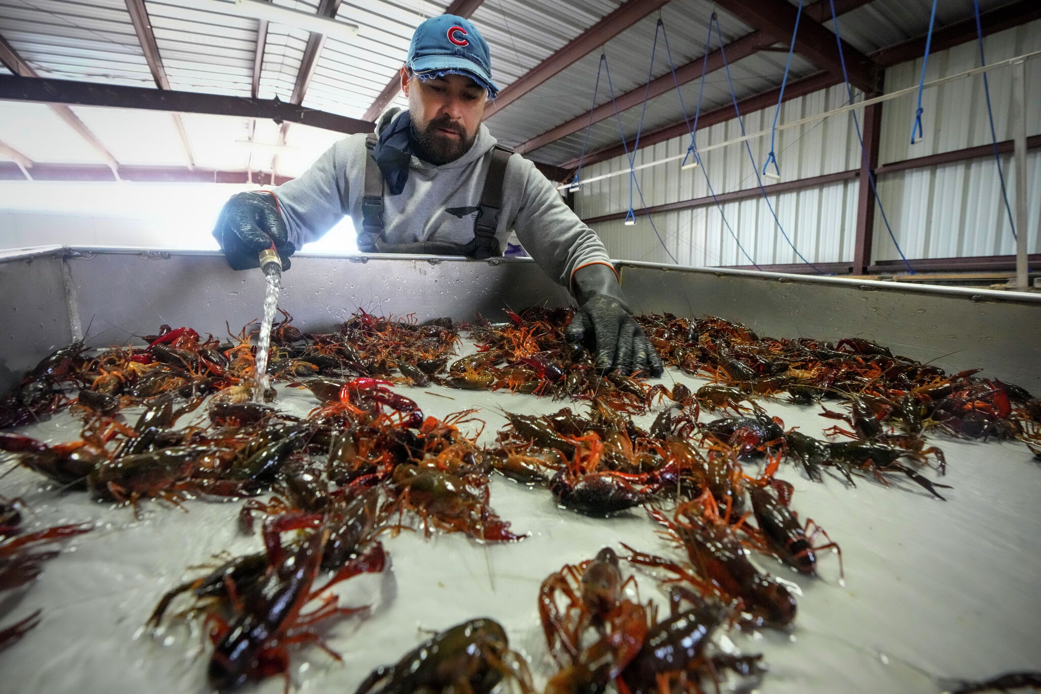 Is Texas headed for a good crawfish season? Here’s what experts say