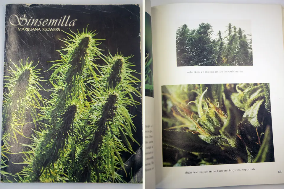 “Sinsemilla Marijuana Flowers,” published in 1976 and printed 80,000 times in the coming years, helped spread the technique of removing male plants from cannabis gardens in order to grow seedless, potent cannabis.