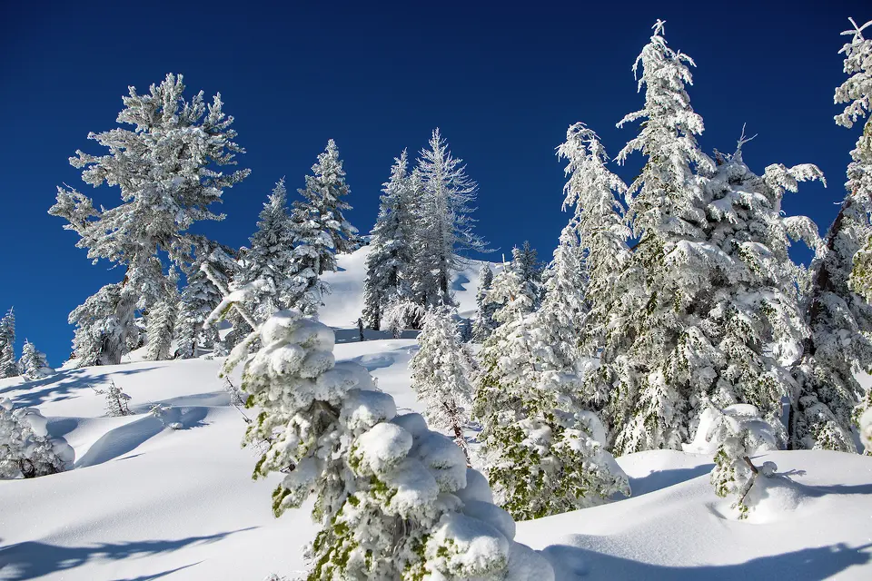 8 Người Trong Nhóm Tour Chết Trong Trận Lở Tuyết Tahoe