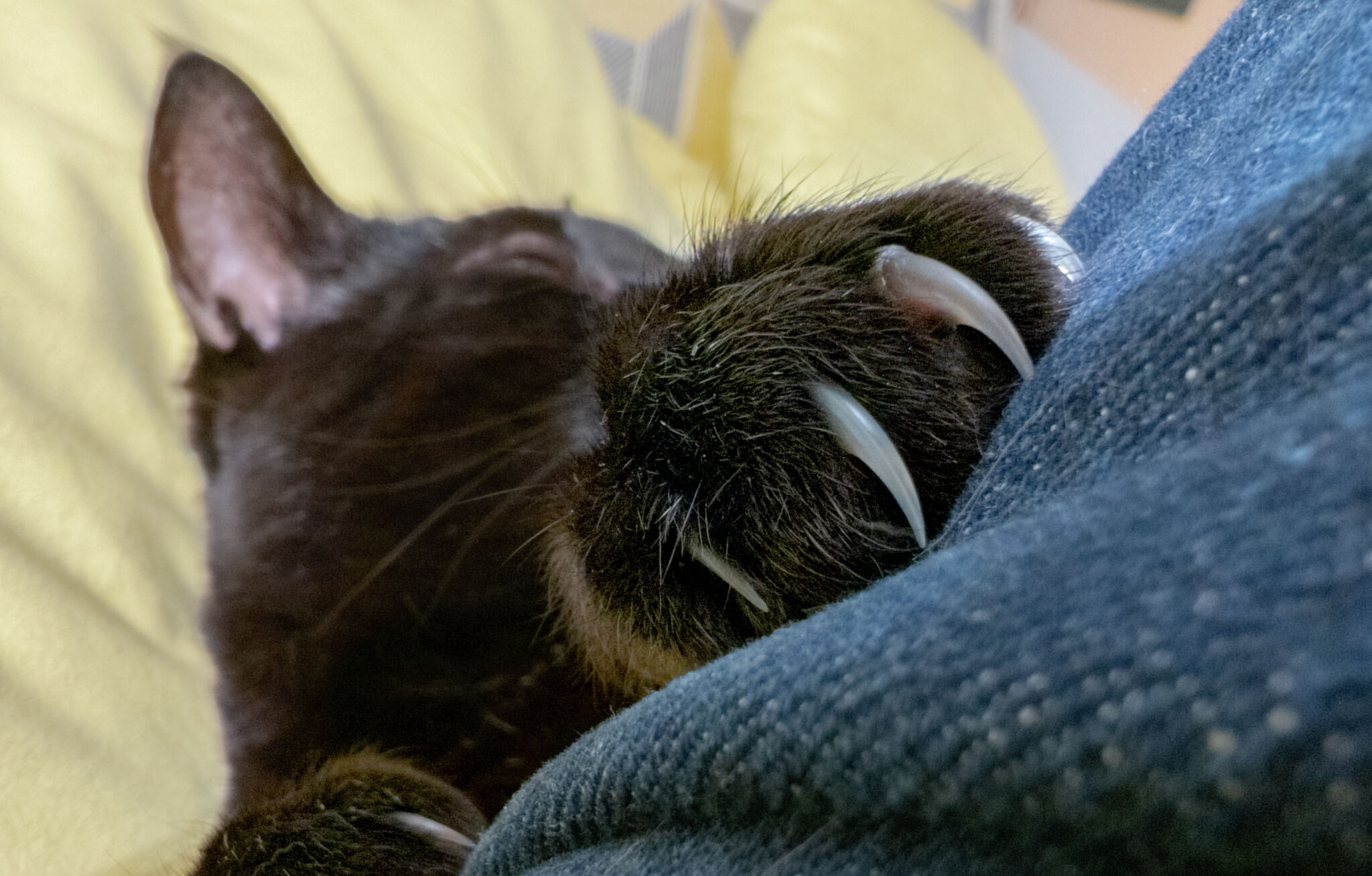 Is it legal to declaw a cat in Texas?