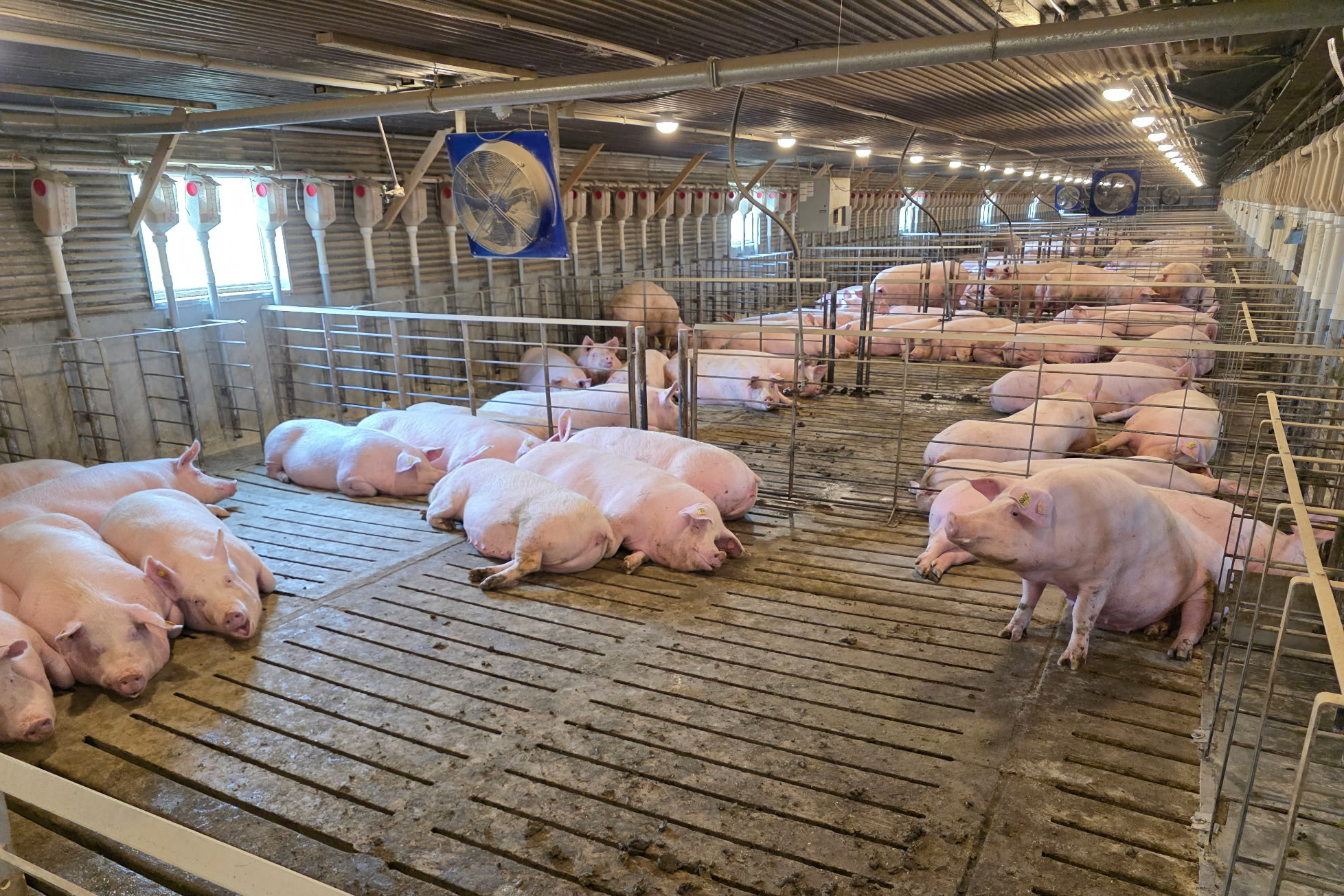 sfchronicle.com - Alexei Koseff - Republicans want to use the farm bill to kill a California law they hate