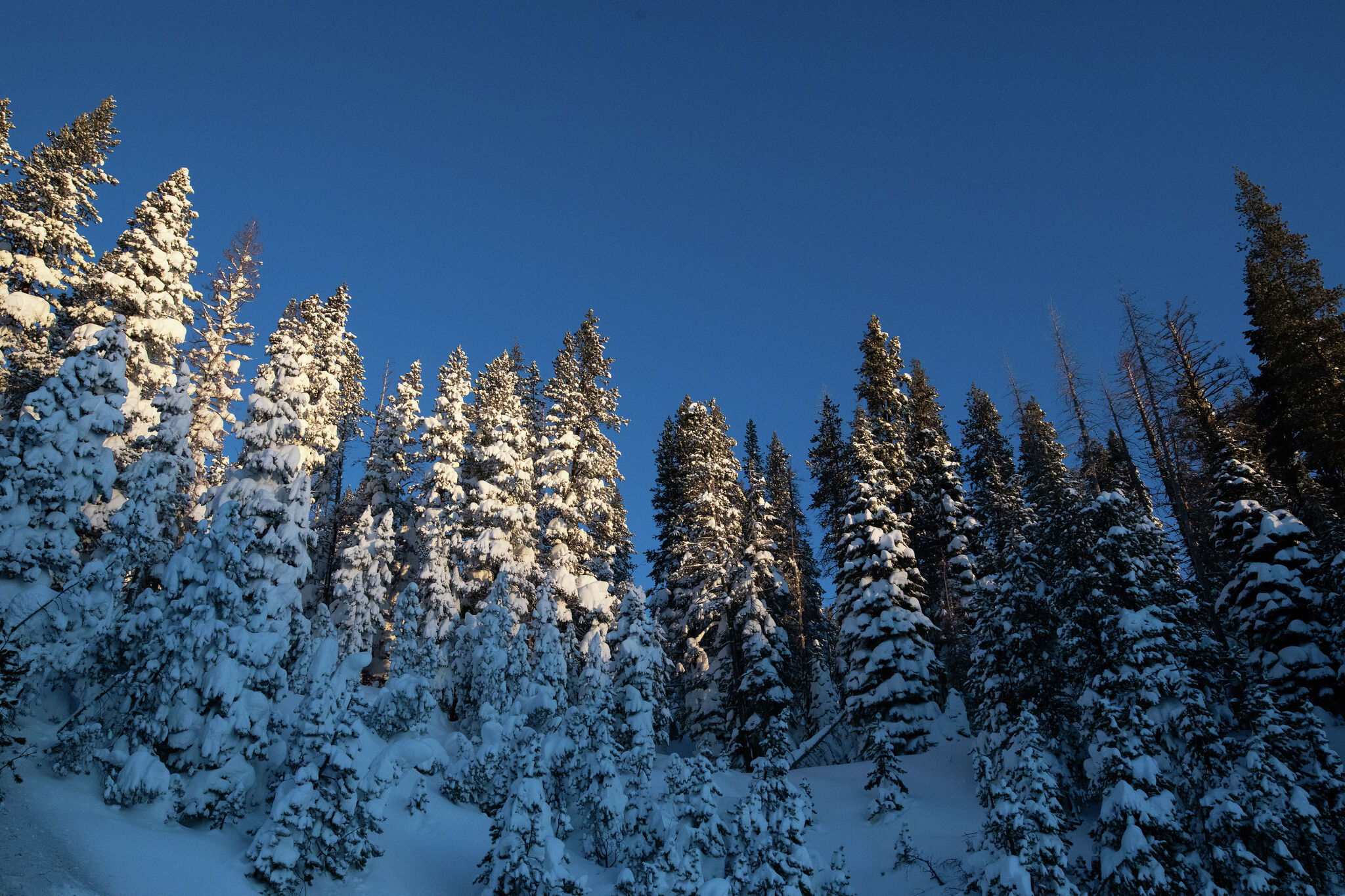 sfchronicle.com - Annie Vainshtein - Tahoe avalanche: Who were the three guides who died in the tragedy?