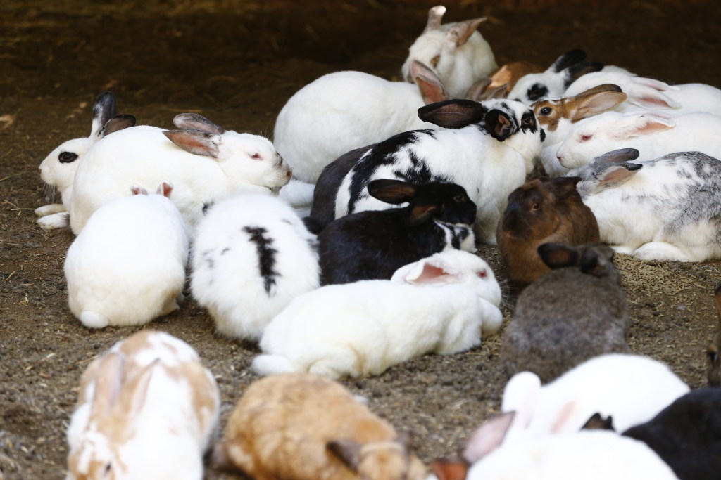 For woman rehabbing 80 rabbits, home is where the hares are