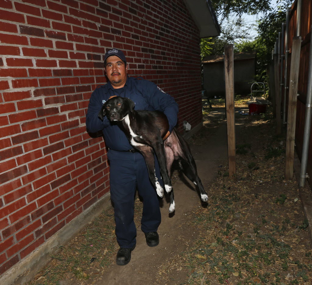 Former Dallas Animal Services leader under criminal investigation