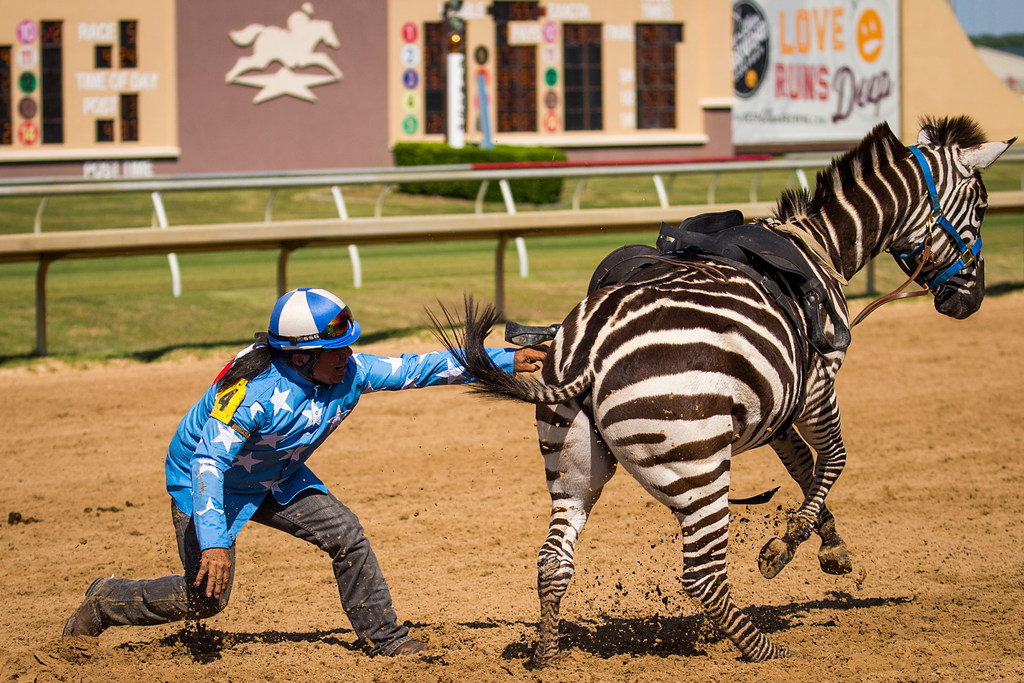 Zebra Racer Zebra Racing Horse