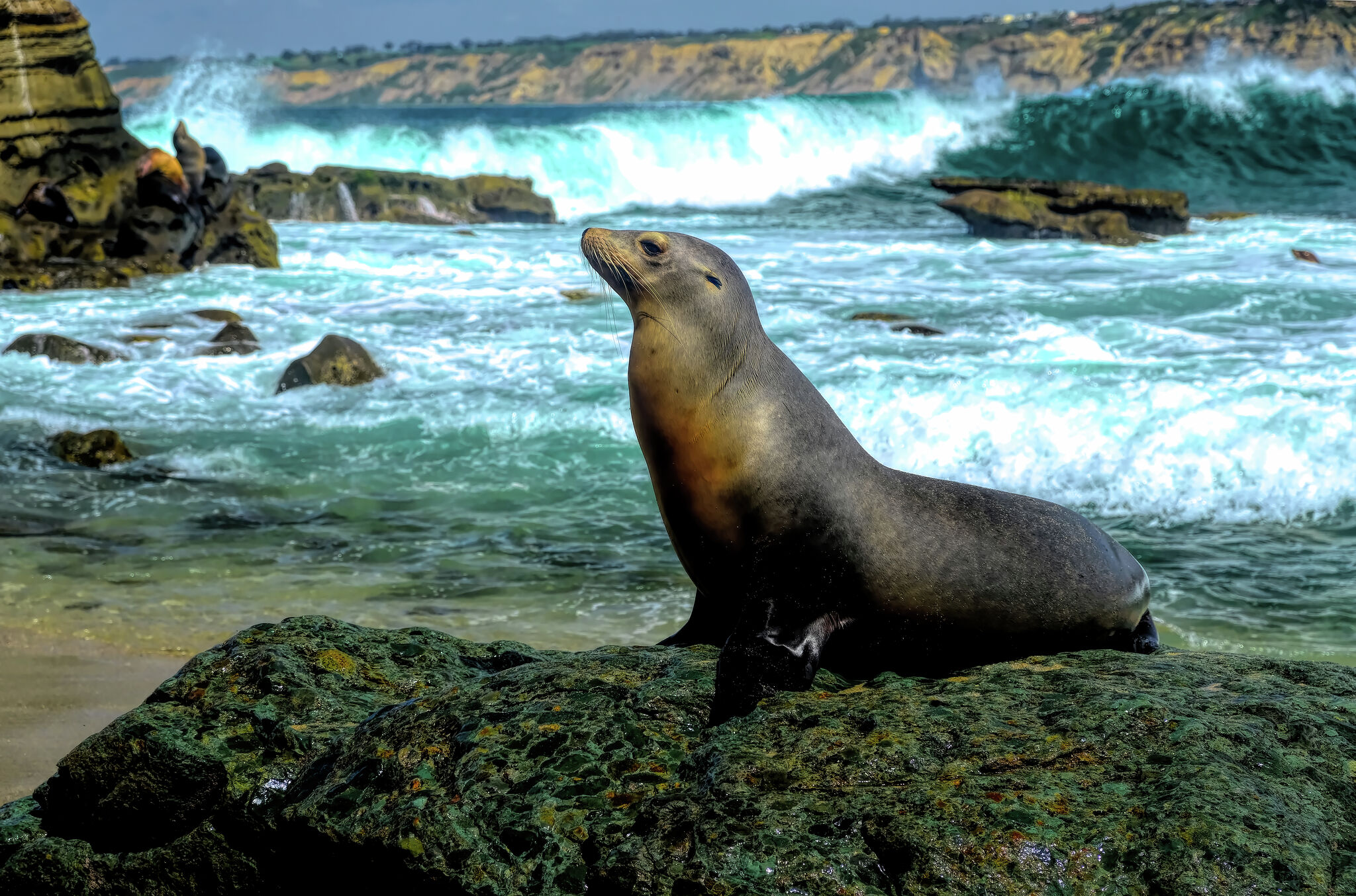 Calif. officials consider closing La Jolla Cove over ongoing unruliness