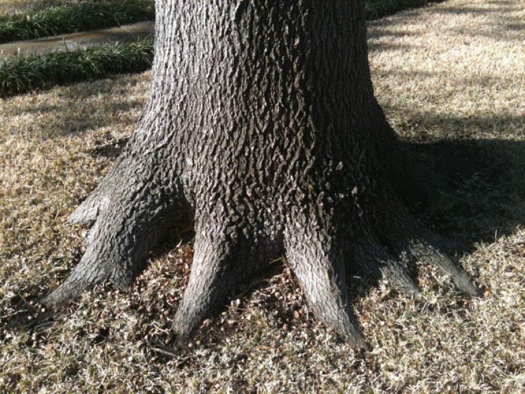 Here's what a good root flare on trees looks like