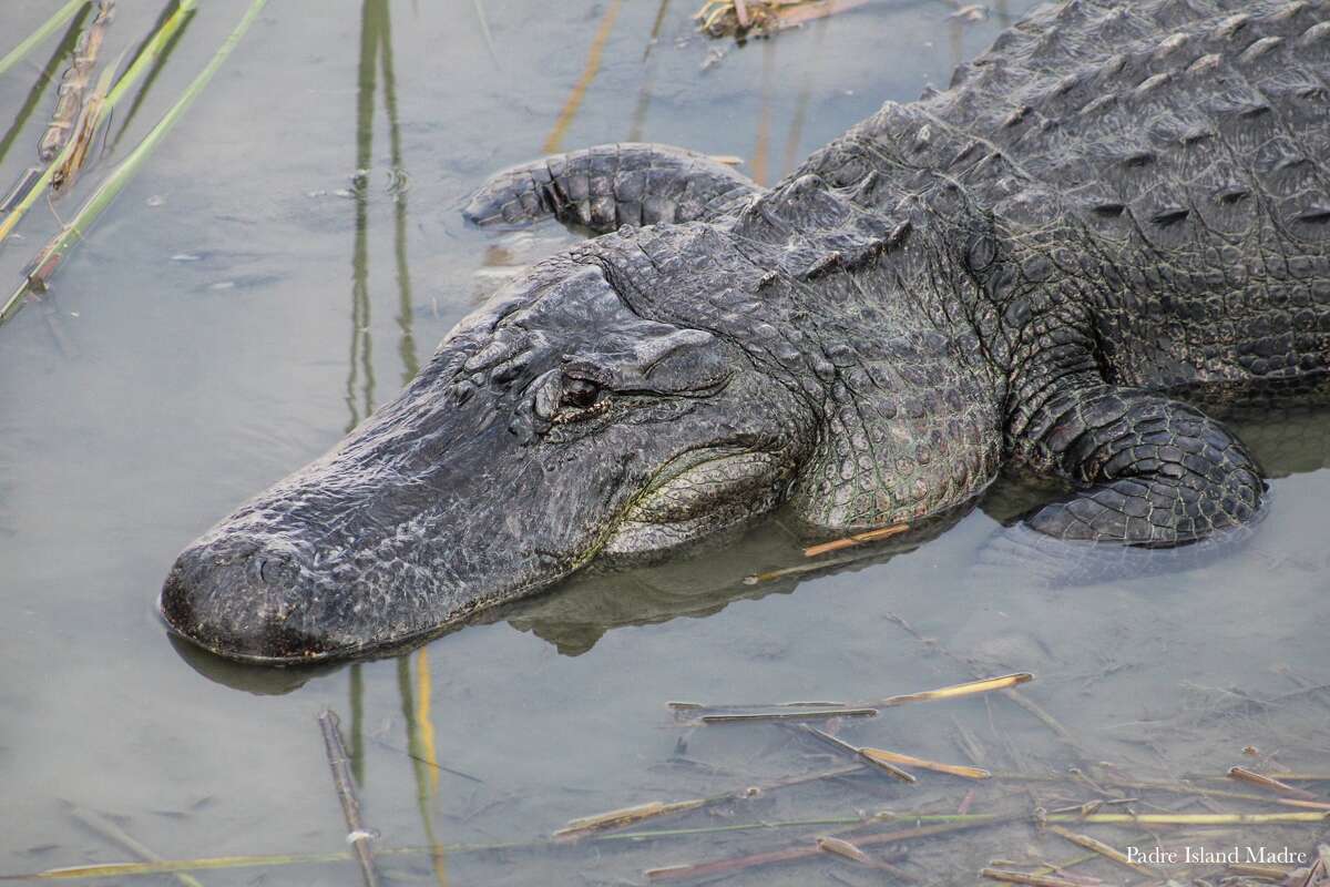 boots, a 12-foot-3-inch alligator, was once a familiar sight at the Leonabelle Turnbull Birding Center in Port Aransas. 