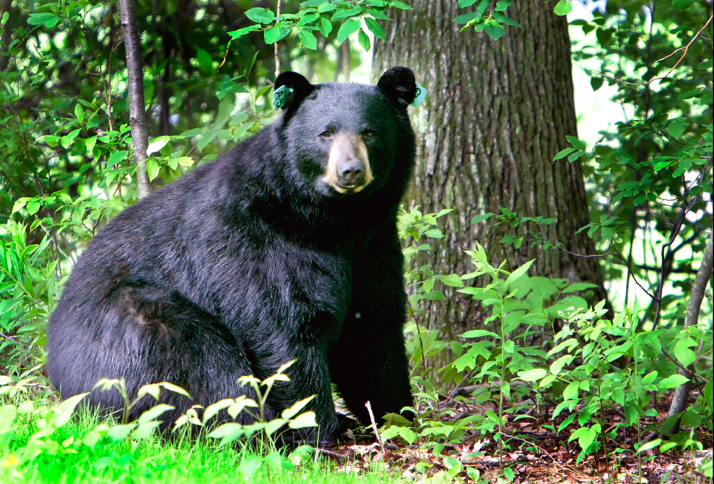 Bears in Connecticut emerging from dens as spring arrives. Here's what to know.