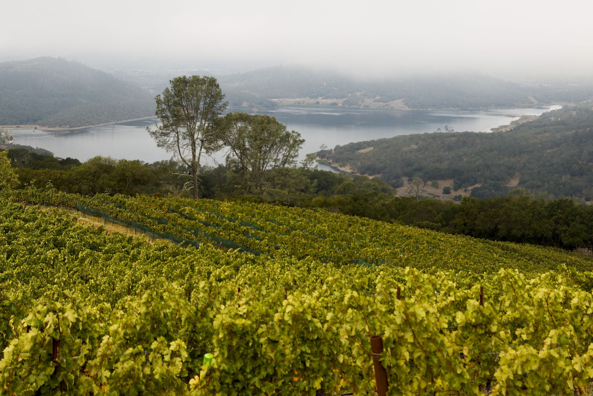 Chappellet Winery sued for discrimination, wrongful termination