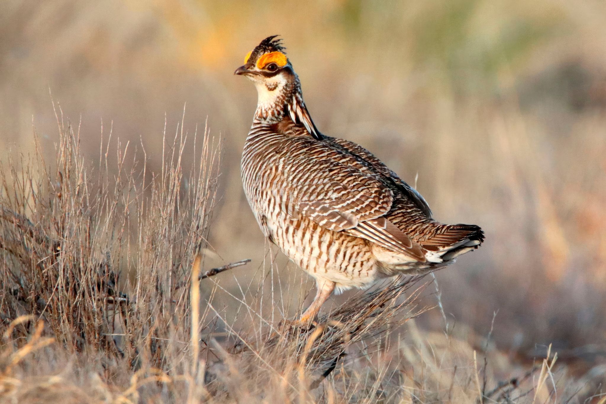 Prancing Bird Trump administration ends protections for rare dancing prairie bird