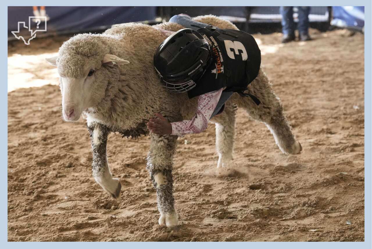 Jiana Morris hangs onto a sheep while mutton bustin' at the Houston Livestock Show and Rodeo at NRG Park in Houston, Tuesday, March 4, 2025. 