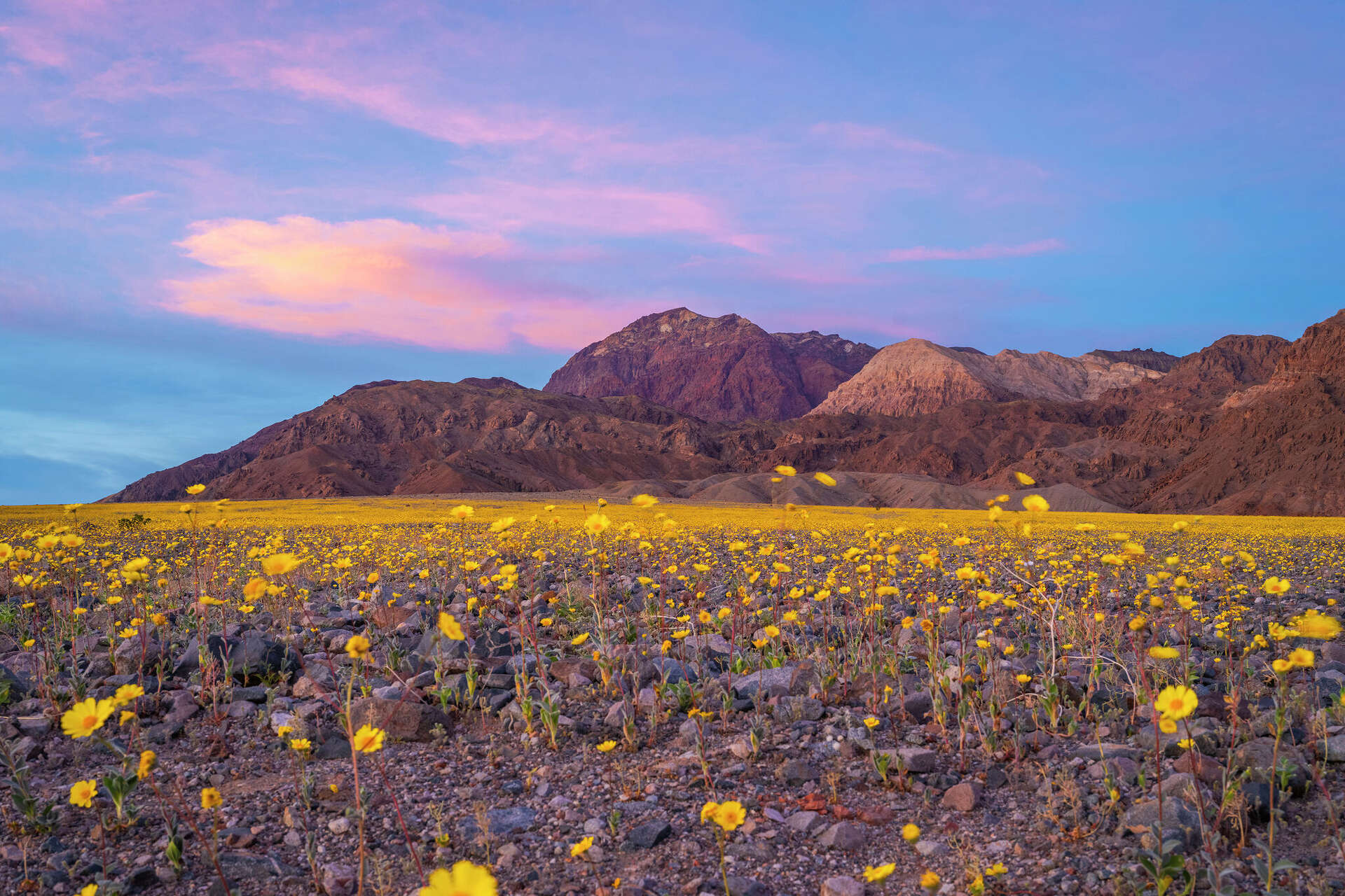 california-national-park-is-seeing-best-flowers-since-2016-superbloom