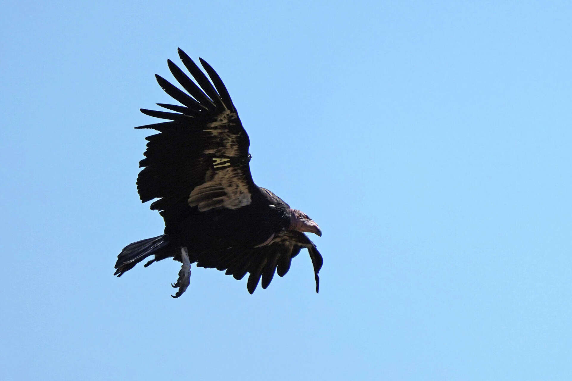 Northern California’s first condor egg in 100 years found in redwood