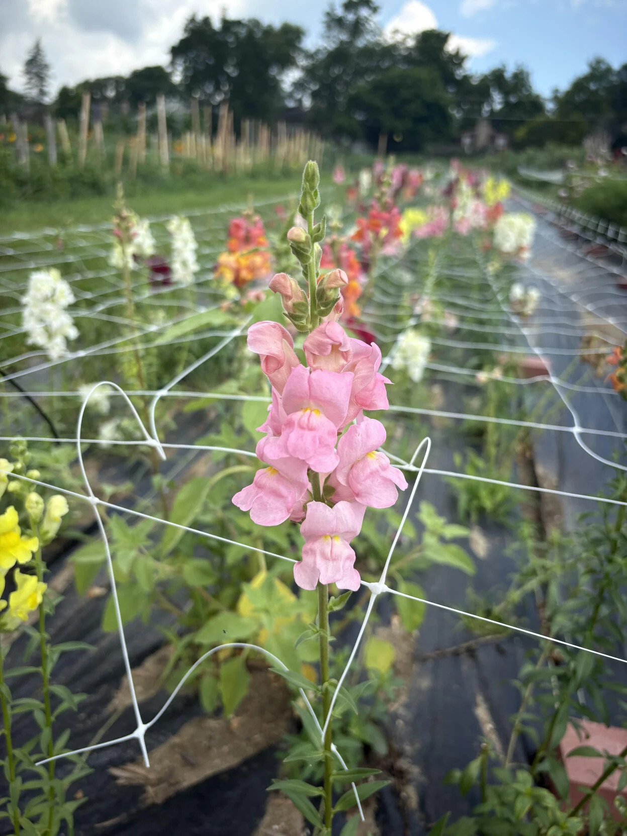 Illinois farmers consider expanding cut flower operations