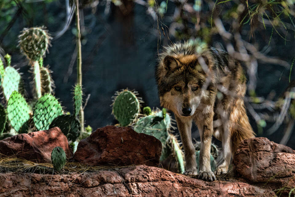Ranchers can now get permits to kill endangered wolves