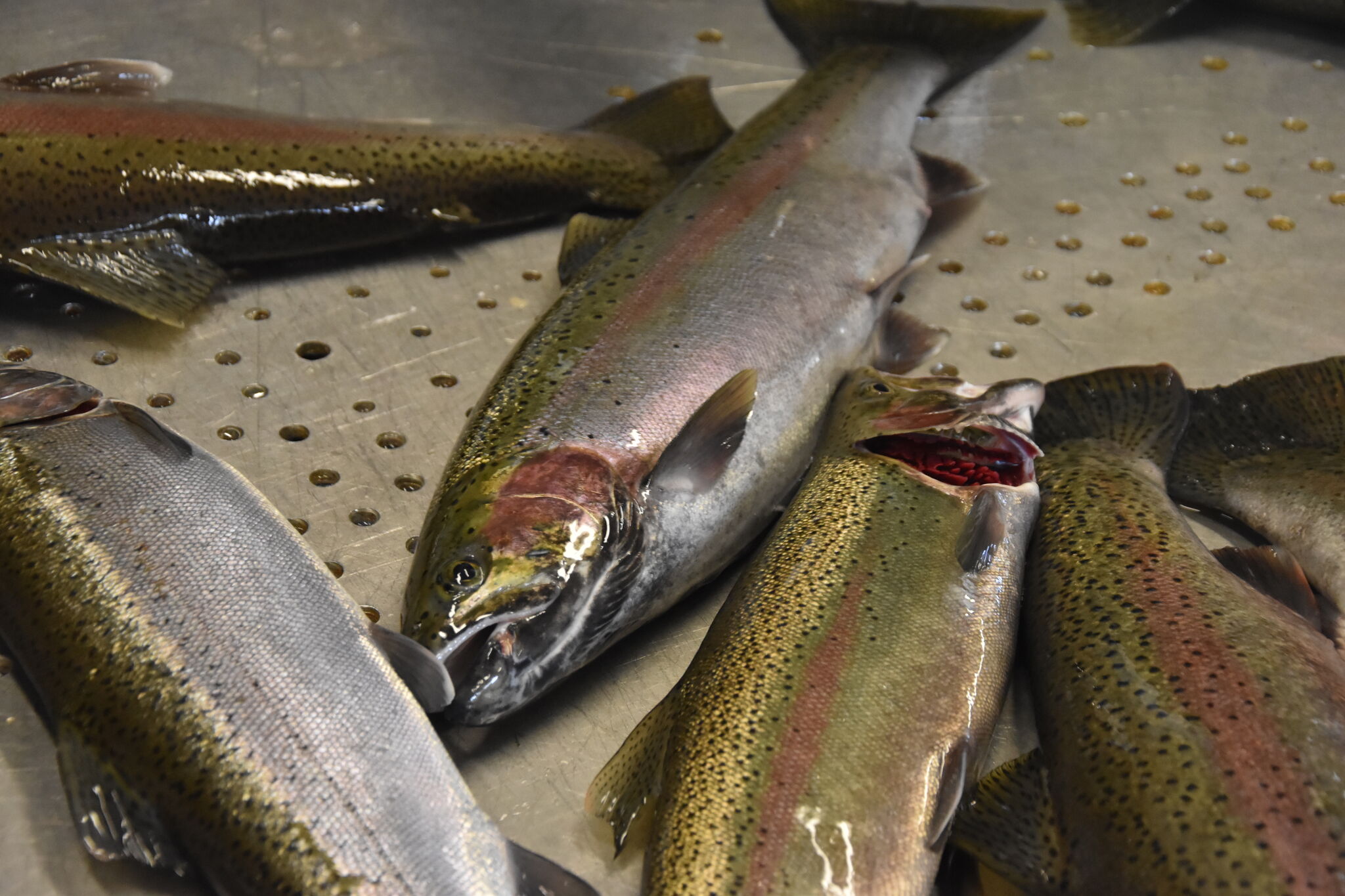 No. 10 Virginia beats NC State for third time this season 81-74 to ...