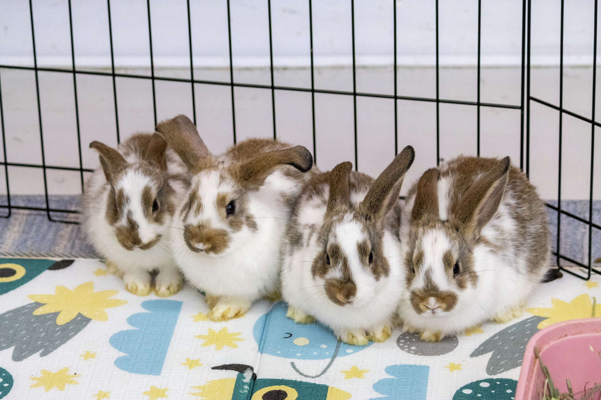 Connecticut rabbit rescue plans to double the size of its facility