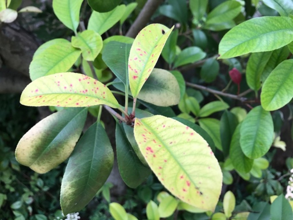 aucuba plant Golden King Japanese Aucuba main image 0