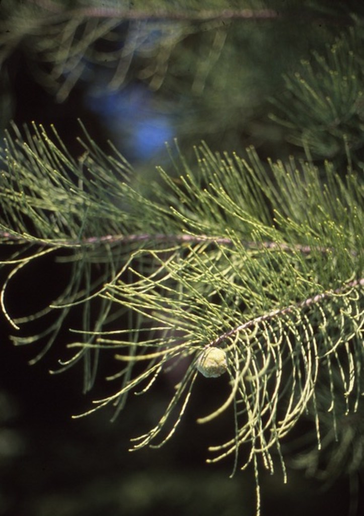 This species of cypress tree can be good for North Texas, but do your ...