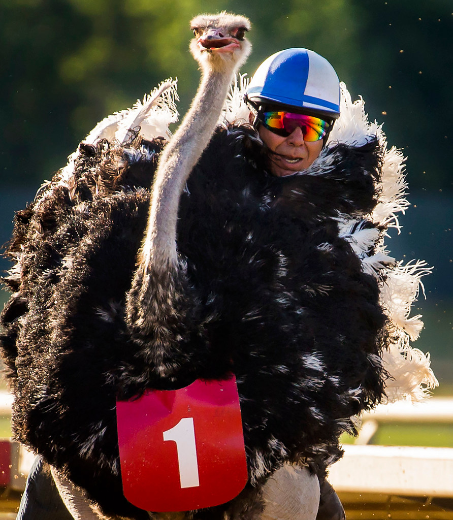 Ostrich Racing Inmage Ostrich Racing Texas