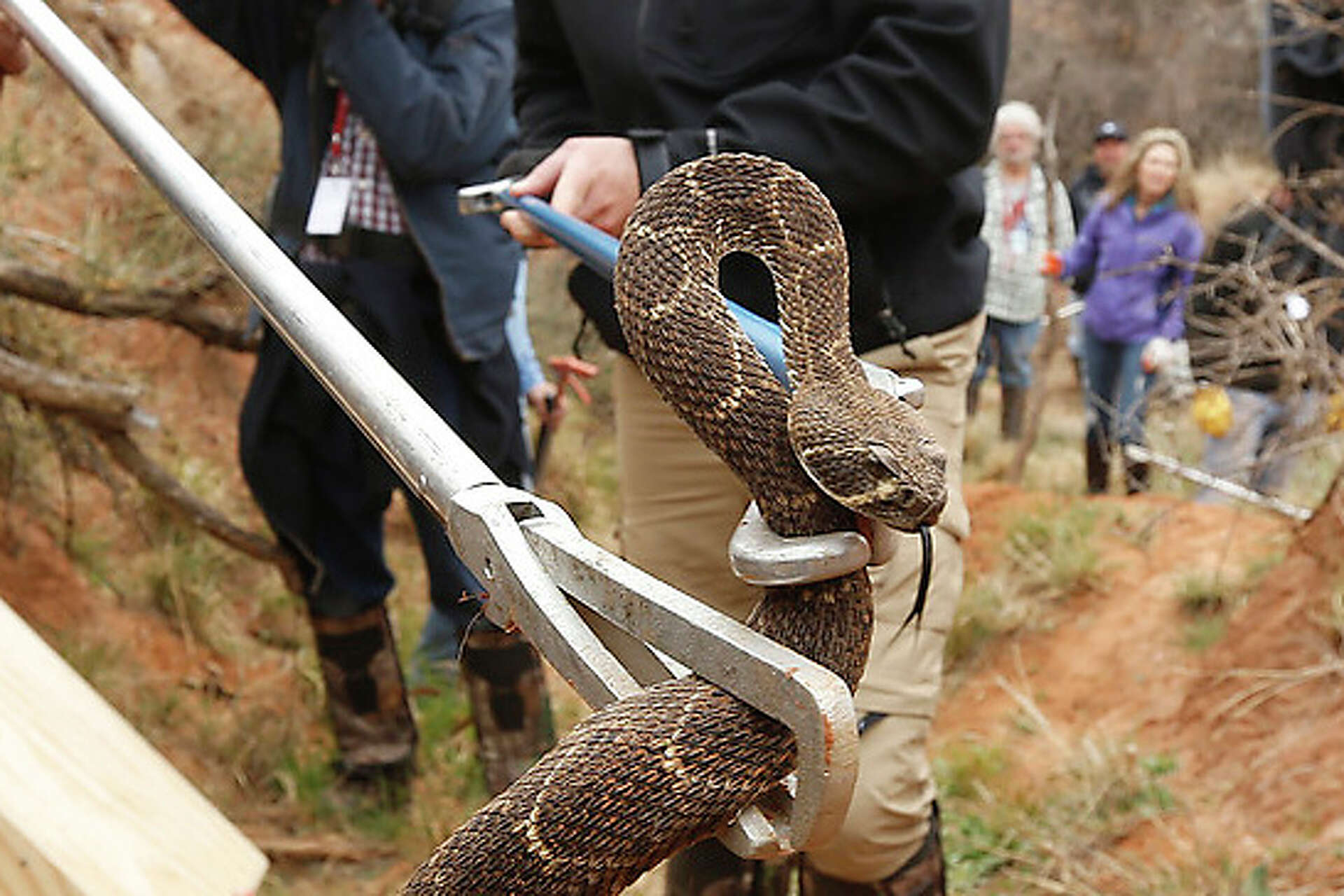 Austin Rattle Snakes Sudden snake invasion has residents of Austin-area neighborhood rattled