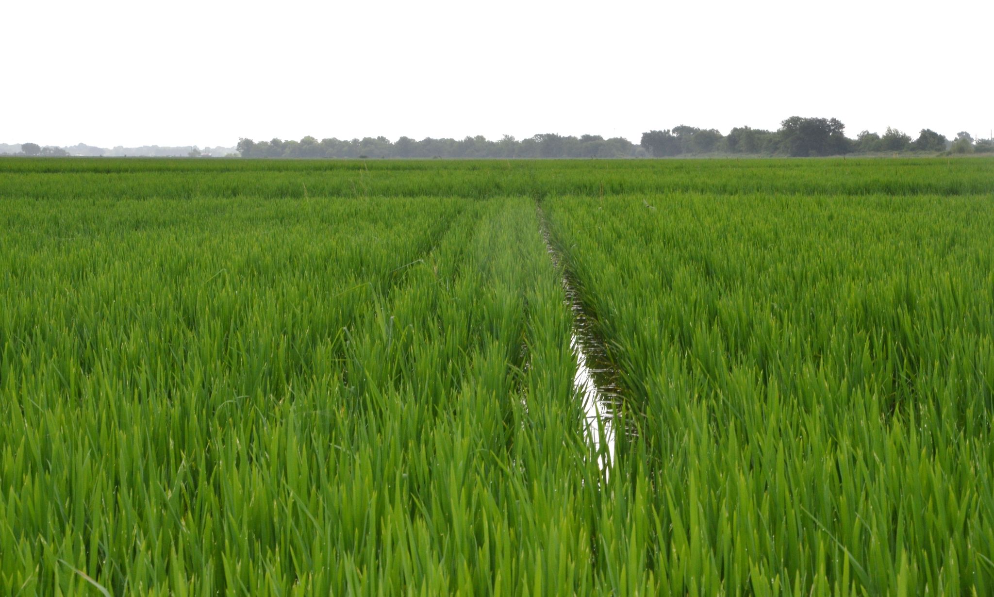 In Harvey's wake, Texas rice farmers had to combat flooding - and the ...