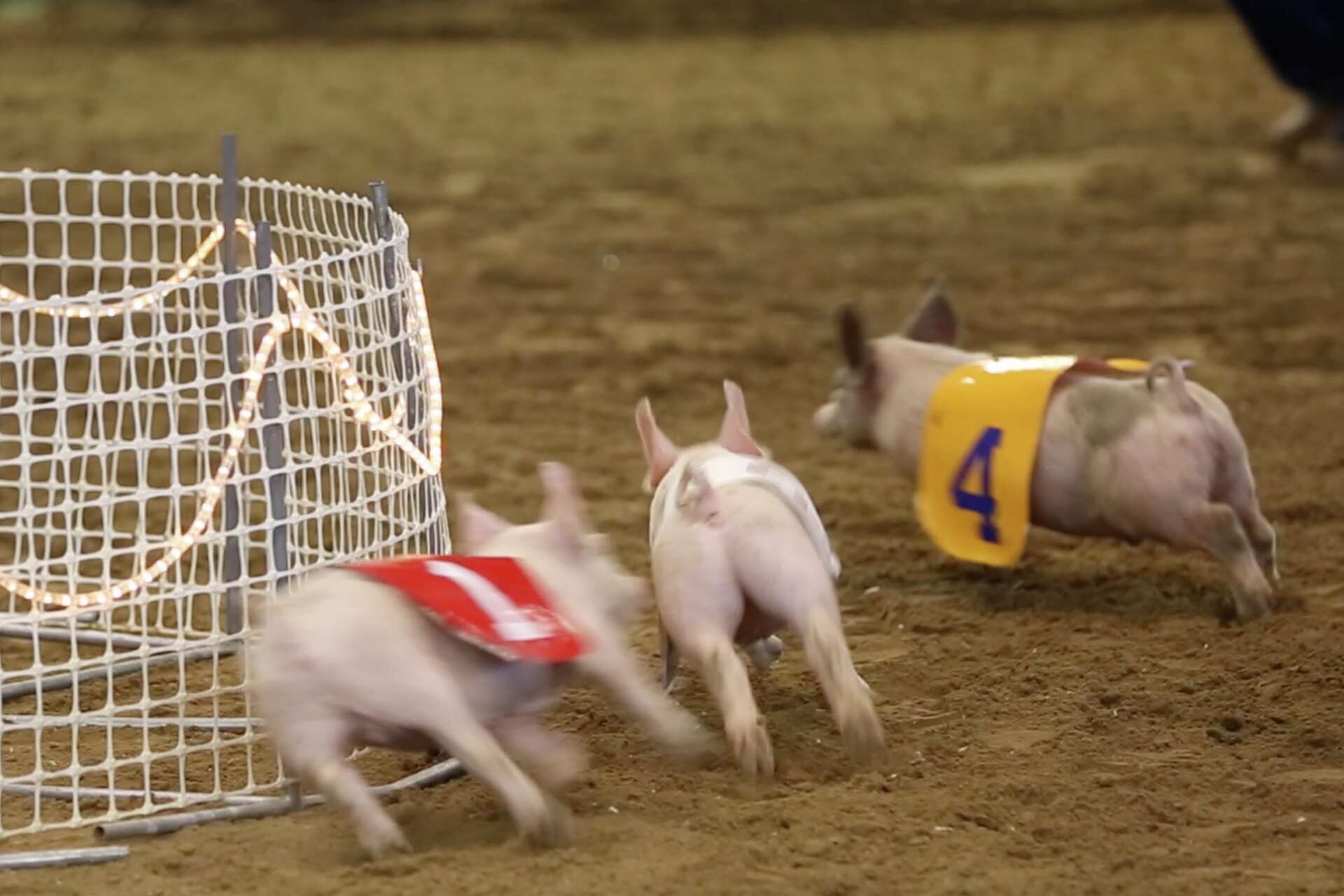 'Are you ready to see a pig race?!' Behind the scenes at this wildly ...