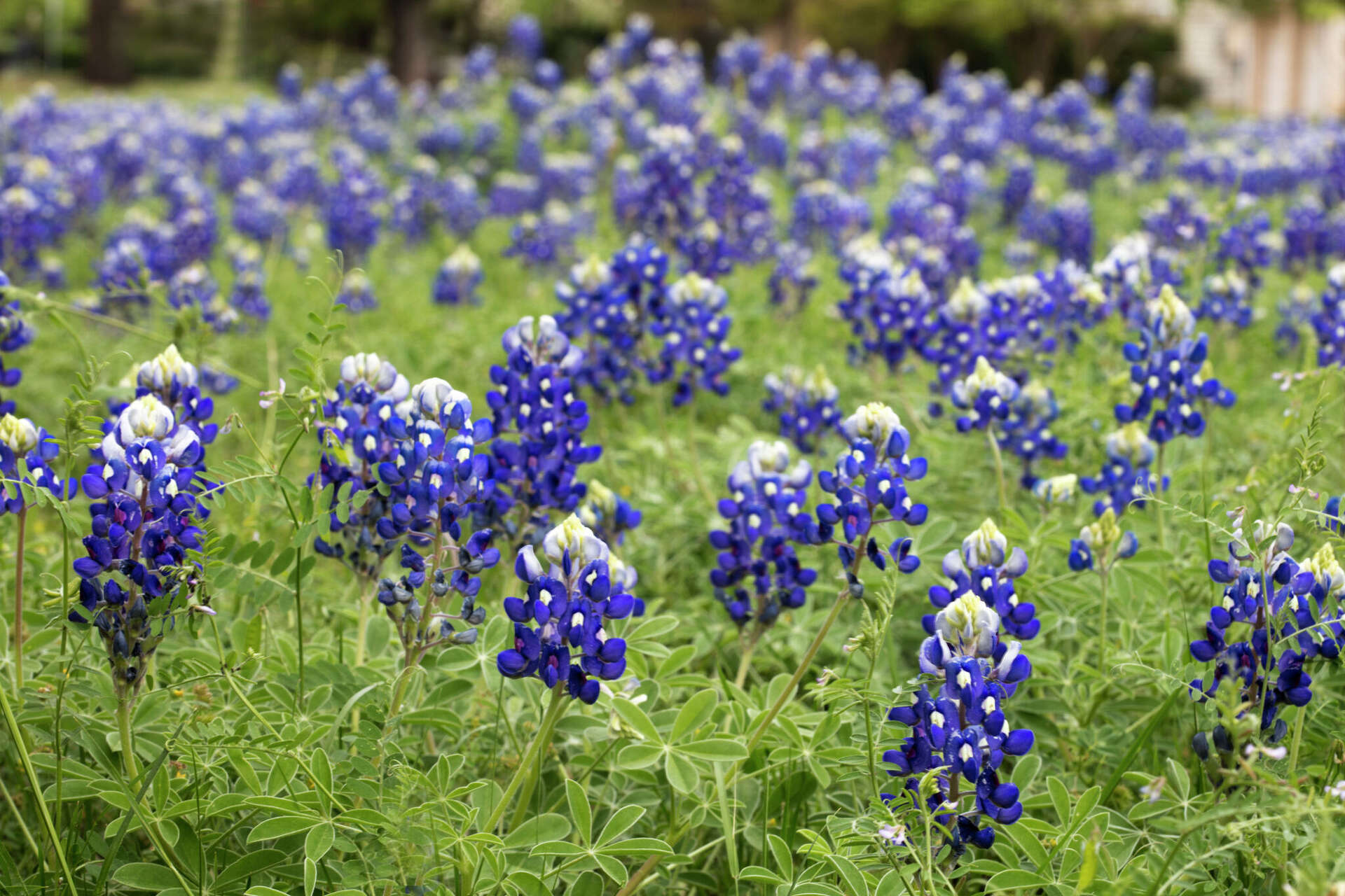 Texas wildflower forecast predicts bleak bluebonnet season