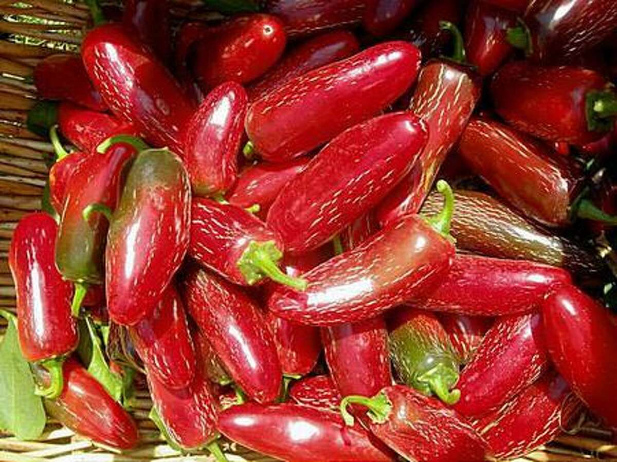 Chiles were cultivated in the Americas as long as 7,500 years ago.