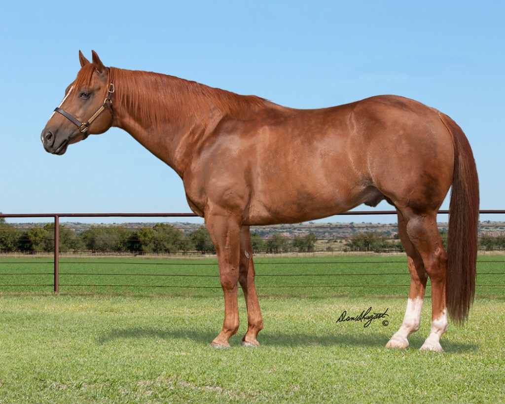 New details on sale of Alice Walton's Texas horse ranch; 91 horses to ...