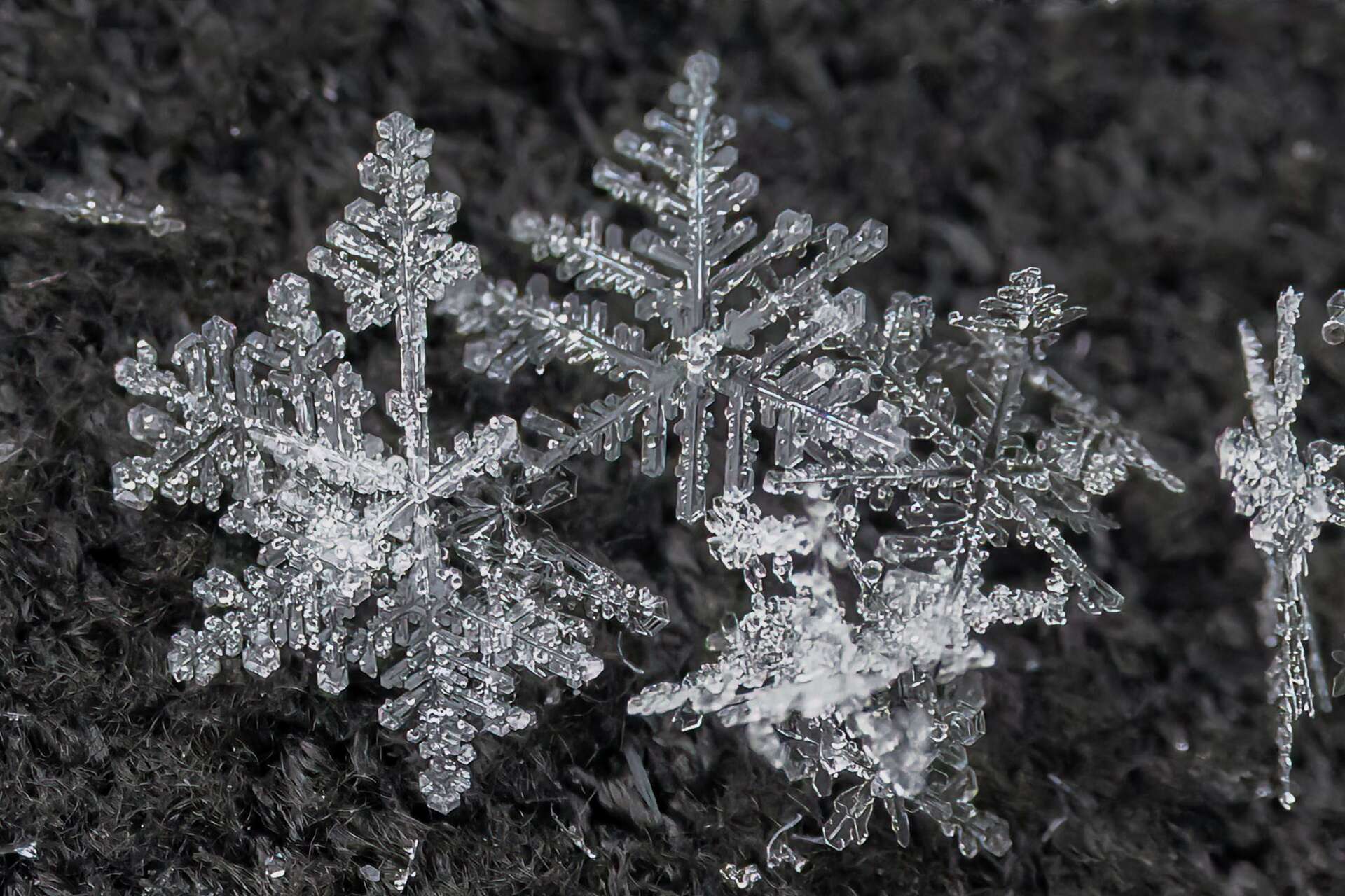 Snowflake Cell Exploring the structure of snowflakes
