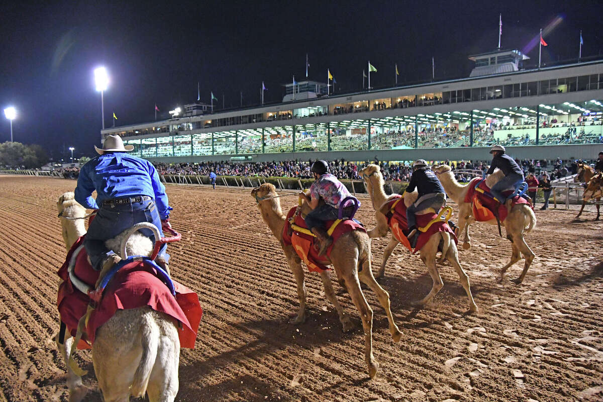 A previous camel race at Sam Houston Race Park. Camel races are returning this weekend along with ostrich races while zebra racing will be making its debut.