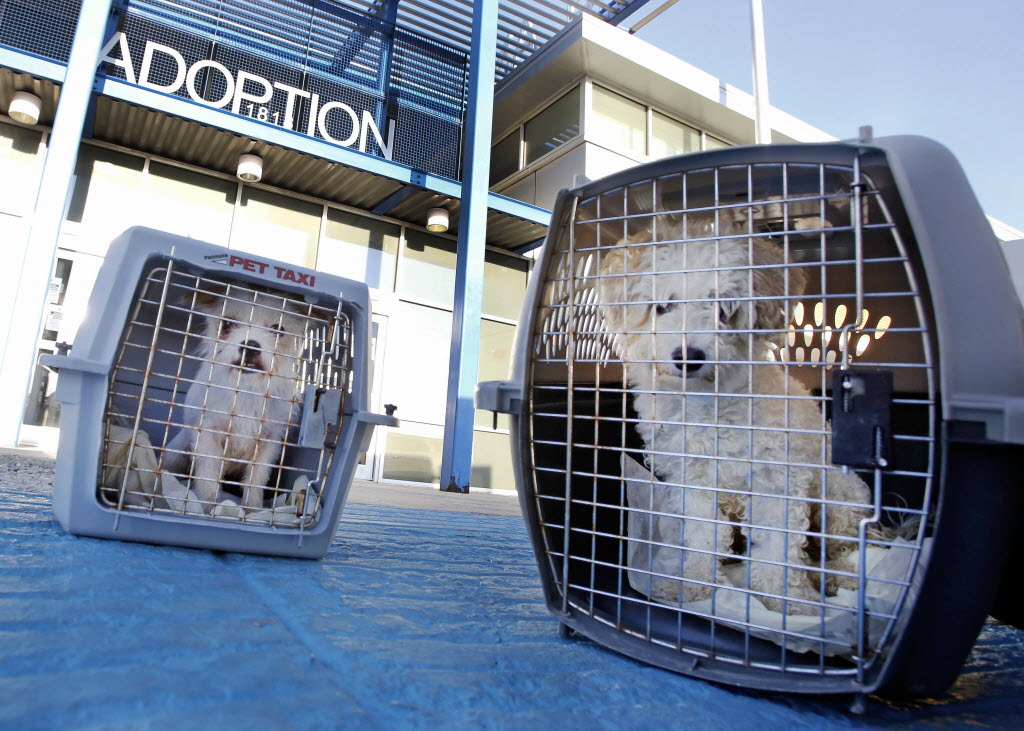 Dallas Animal Services looks at work procedures as it formulates a ...